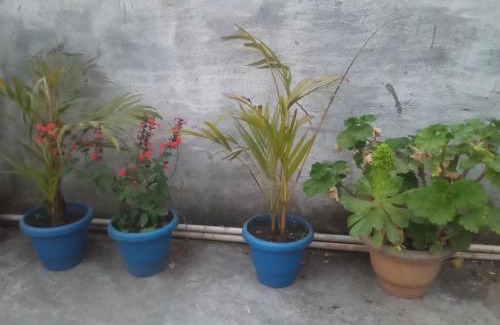 Almora Apartment | EVERGREEN HOME STAY