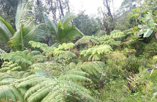 Hawaiian Acres Cabin | Faris' Forest