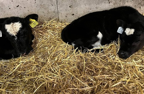 Killarney Other | Farm Stay 15 mins from Killarney