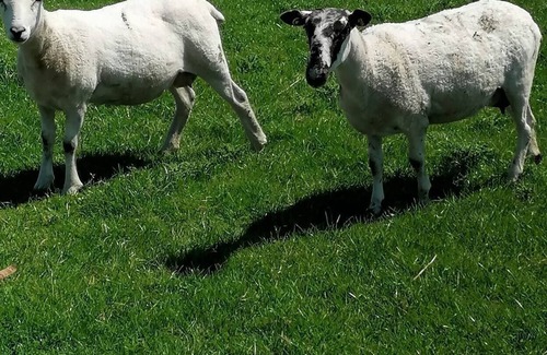 Killarney Other | Farm Stay 15 mins from Killarney