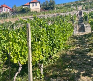 Freyburg House | Ferienhaus Traminer im Weinberg
