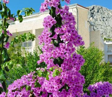 Omis Apartment | Ferienwohnung am Sandstrand