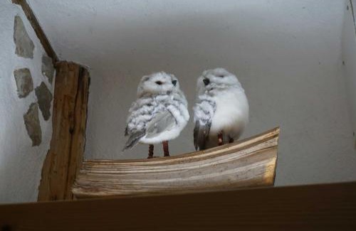 Gispersleben Apartment | Ferienwohnung Käuzchen