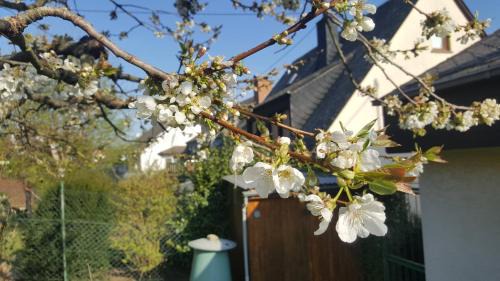 Bad Salzig Apartment | Ferienwohnung Rheinzeit beim Toni