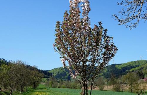 Seelbach Apartment | Ferienwohnungen Braun