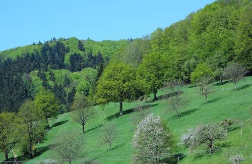 Seelbach Apartment | Ferienwohnungen Braun