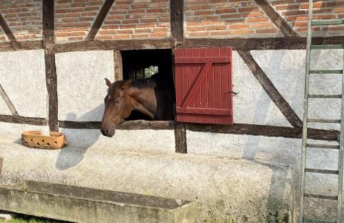 Mercy House | Ferme charmante avec animaux, piscine chauffée et tout confort en Sologne Bourbonnaise - FR-1-489-368