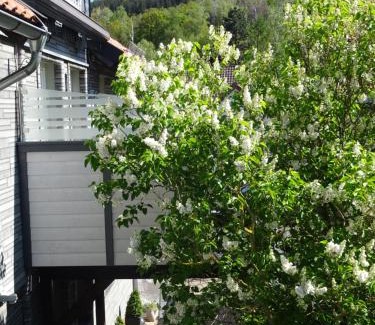 Wolfshagen Apartment | FeWo Hage