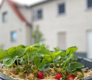 Sulzer Siedlung Apartment | FeWo Sulzer Siedlung Erfurt "Haus 6"