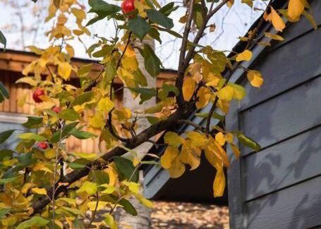 Rogers Park Apartment | Fireweed Gardens in Roger’s Park