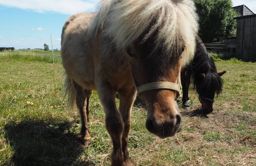 Hattstedtermarsch House | Foderhus - holiday farm and riding therapy Deichwind - North Friesland