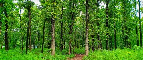 Siliguri House | Forest View Homestay