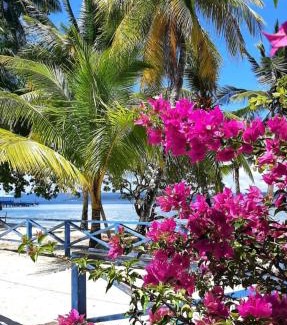 Mansuar Island House | Frances Homestay - Raja Ampat