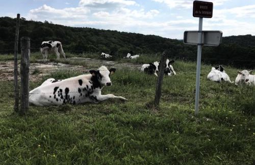 Saint-Merd-de-Lapleau Apartment | Gîte de France Le rouzeyrol 3 épis - Gîte de France 12 personnes MAE-9674