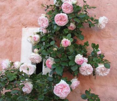 Audembert House | Gîte de la Ferme Rose