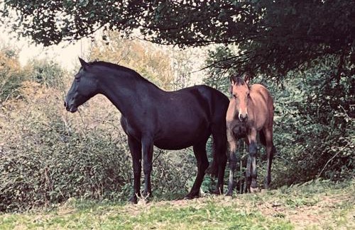 Savas-Mepin House | Gîte du Haras du Suet