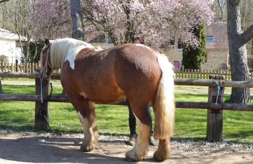 Les Ventes-de-Bourse House | Gîte familial en pleine nature avec équipement complet, idéal pour amateurs de chevaux et balades เสfɔ - FR-1-497-144