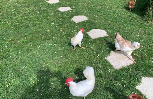 Vimoutiers House | Gîte "Le Bleu D'Orage" Dans un Domaine de 7ha Au Calme