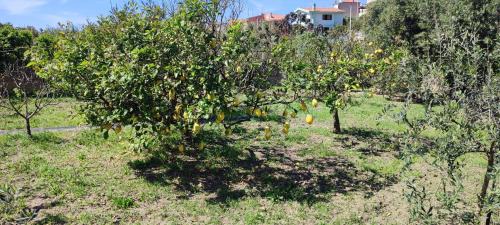 Lu Bagnu House | Garden relais