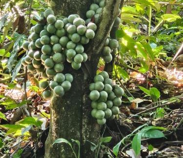 Bohorok Bed & Breakfast | Gate to Nature - guesthouse and jungle trek