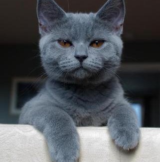 Glarus Sued House | Gemütliches Bed and Breakfast Bergzyt - mit oder ohne Frühstück , im Ski und Wandergebiet