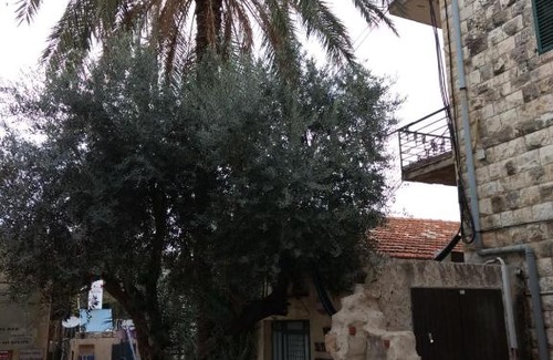 Haifa Hostel | German Colony Guest House- Private and Dorm rooms
