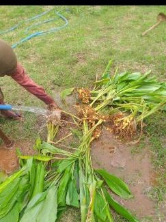 Nuwaragam Palatha East House | Gimhana farmstay