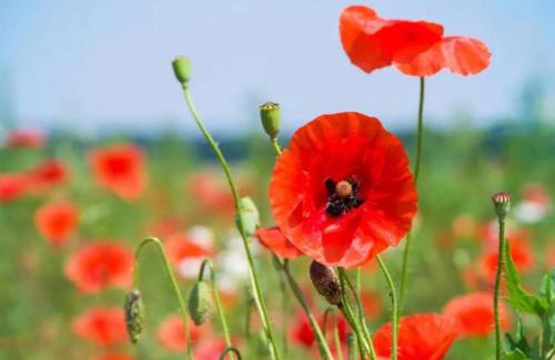 Embreville House | Gite de Coquelicots avec Jacuzzi à Embreville
