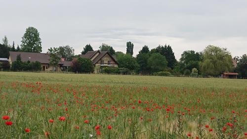 Jebsheim House | GITE DU CLOS PAISIBLE
