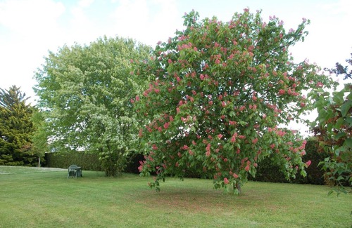 Francueil House | Gite Les Coquelicots