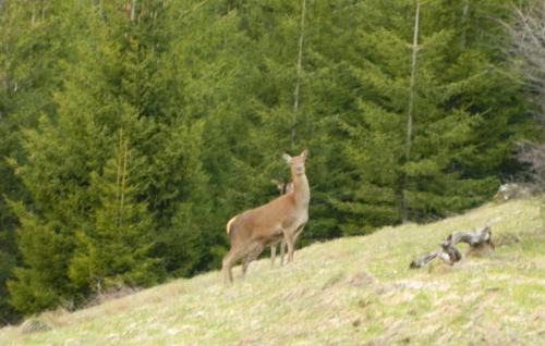 Saint-Julien-en-Vercors Ski Chalet | GITE LES SOURCES PETIT CHALET 2P et BB