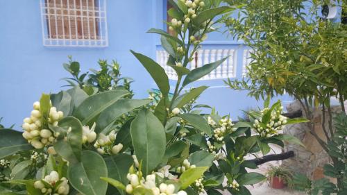 Bab Taza Cabin | Gite Talassemtane