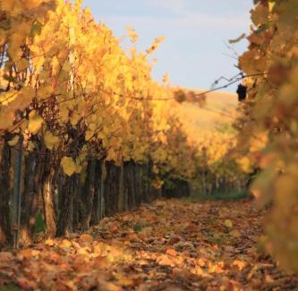 Dangolsheim Apartment | Gites des Dix Vins