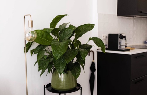 Historisch centrum Apartment | Gorgeous Getaway in the old City Centre of Antwerp