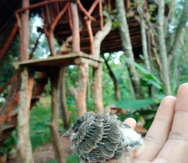 Sigiriya Cabin | Green land tree house sigiriya