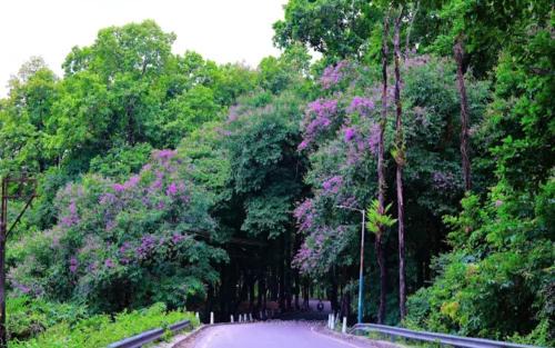 Siliguri House | Green View Homestay