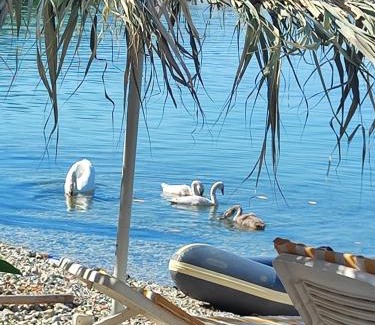 Pogradec House | Guest house Lori