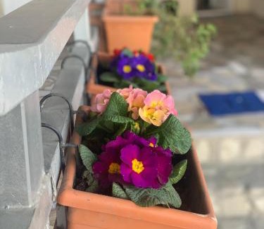 Sighnaghi House | Guest House Loza