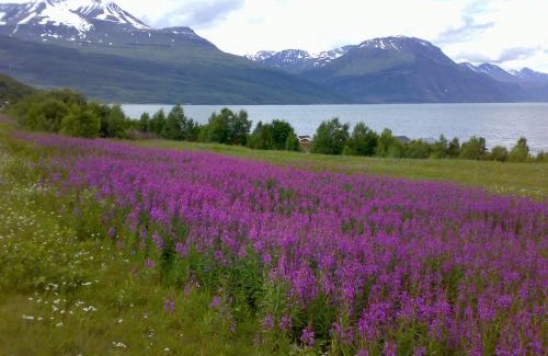 Kilpisjarvi Ski Chalet | Guesthouse Haltinmaa
