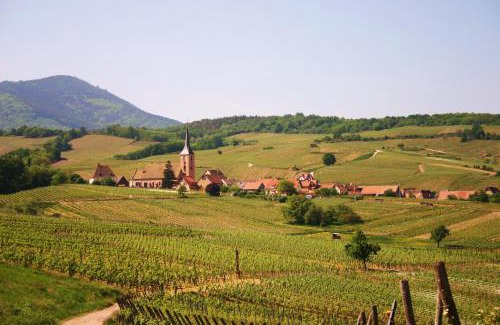Blienschwiller Hotel | Hôtel Winzenberg