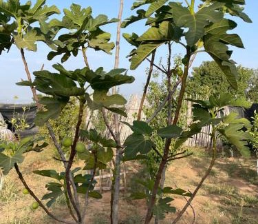 Sahel House | Halima Guesthouse