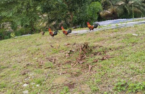 Bentong House | Happpy Impiana Guest House