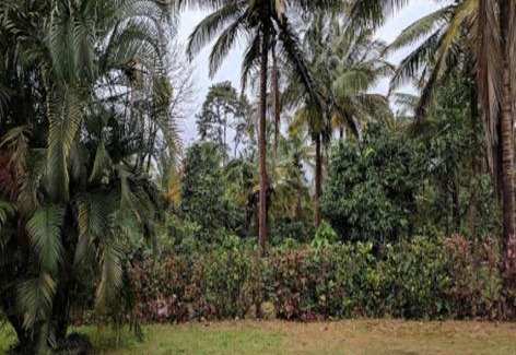 Mudigere House | Hasiru Farms Homestay by StayApart