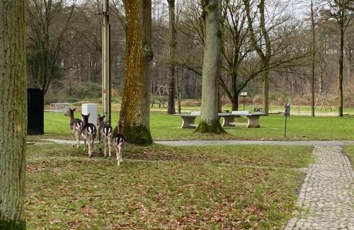 Houthalen Apartment | Hengelhoef Ceder 106