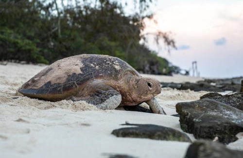 Heron Island Resort | Heron Island