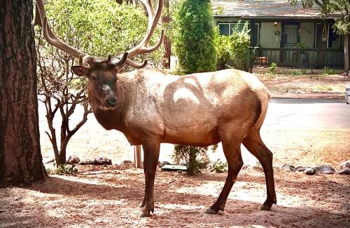 Payson House | Hidden Gem Retreat in the Heart of Payson