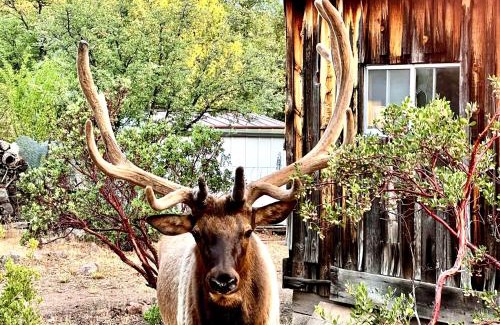 Payson House | Hidden Gem Retreat in the Heart of Payson