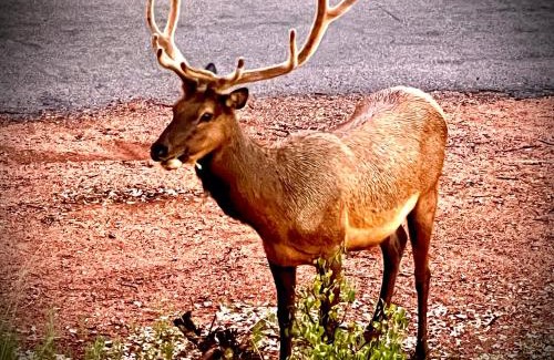 Payson House | Hidden Gem Retreat in the Heart of Payson