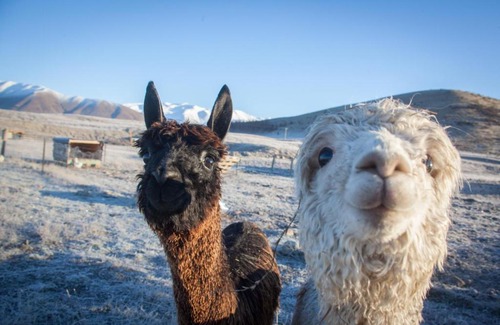 Ben Ohau House | Highlands Farm Stay