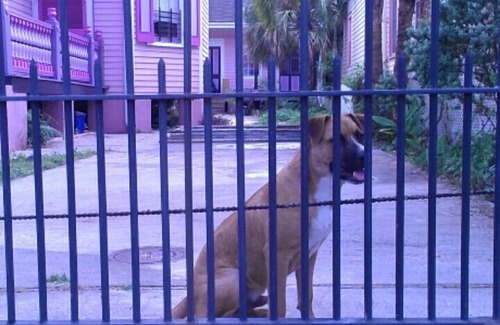 Faubourg Marigny Bed & Breakfast | Historic Marigny residence, open floor plan, near Frenchman & Bourbon St.